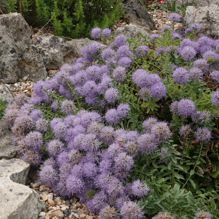 Trachelium jacquinii rumelianum plant