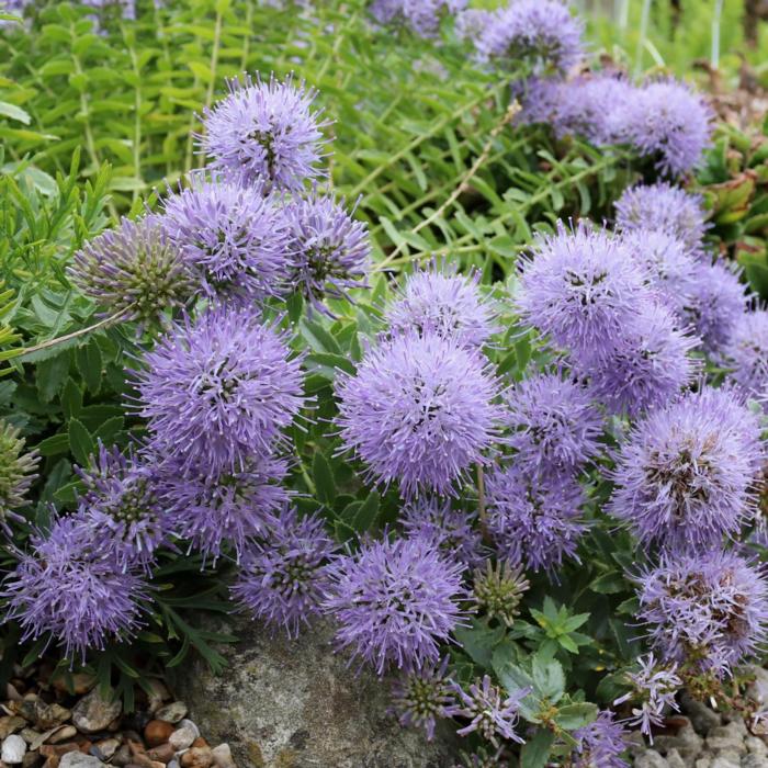 Trachelium jacquinii rumelianum plant