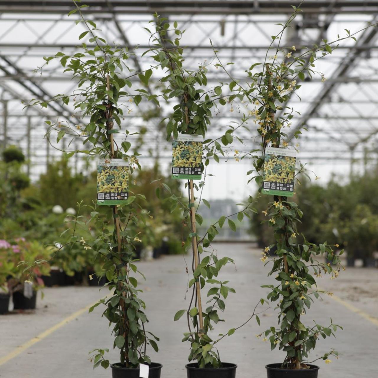 Trachelospermum jasminoides 'Star of Toscane' plant