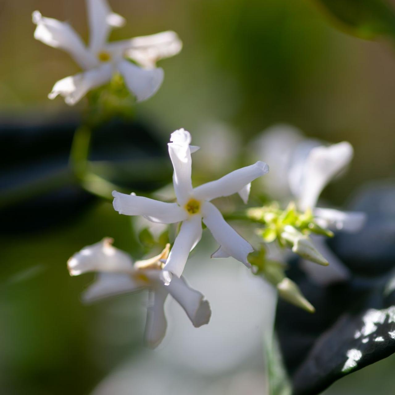 Trachelospermum jasminoides plant