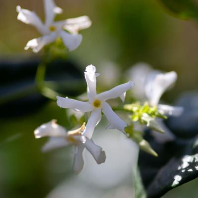 trachelospermum-jasminoides