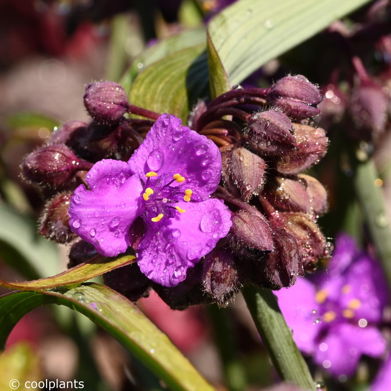 Tradescantia  'JS Brainstorm'  plant