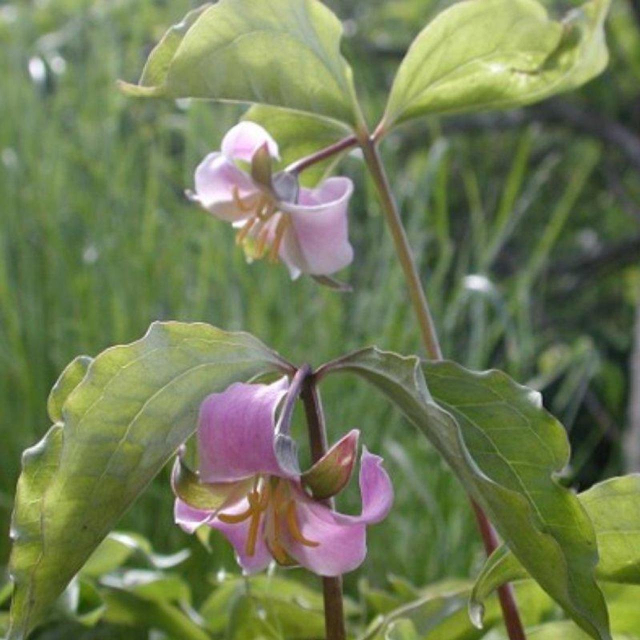 Trillium catesbaei x sulcatum plant