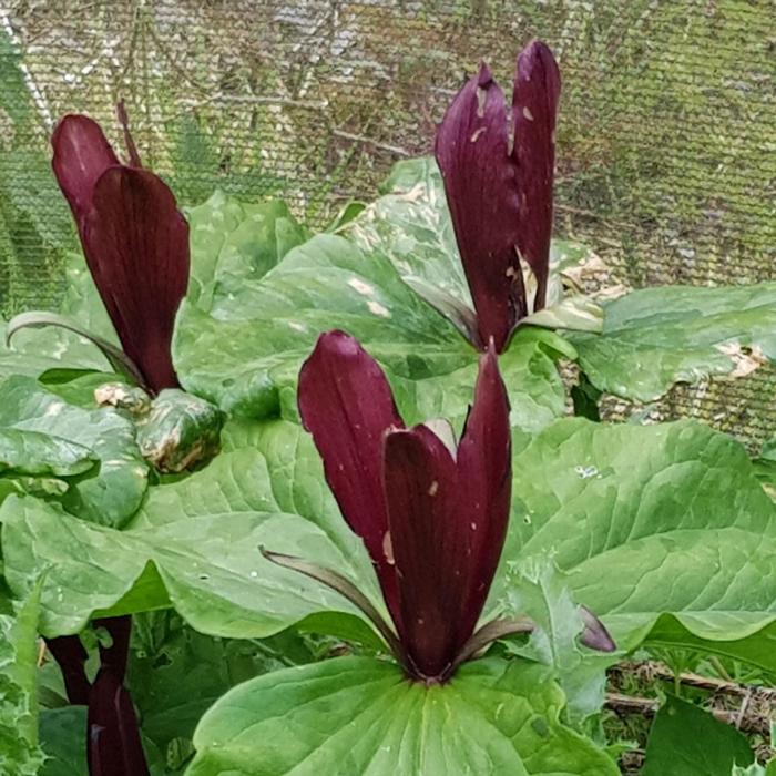 Trillium chloropetalum plant