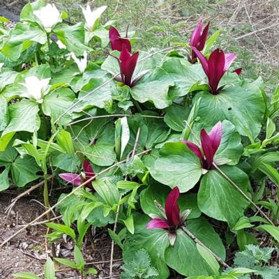 trillium-chloropetalum