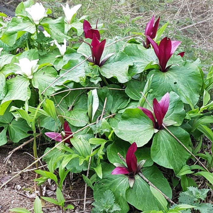 Trillium chloropetalum plant