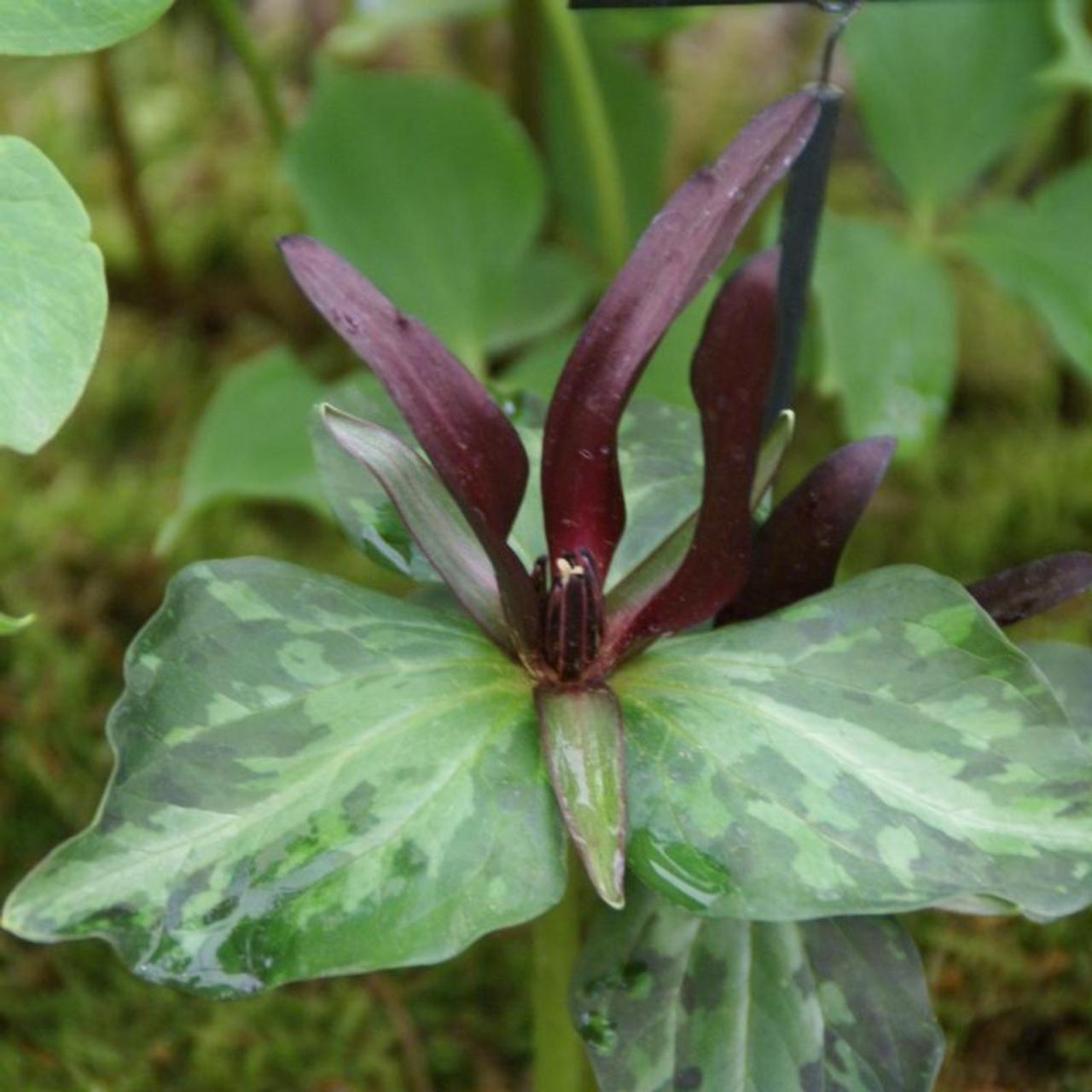 Trillium cuneatum plant