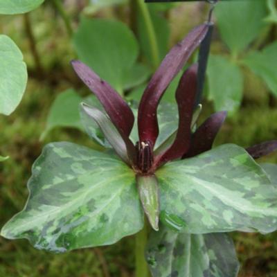 trillium-cuneatum