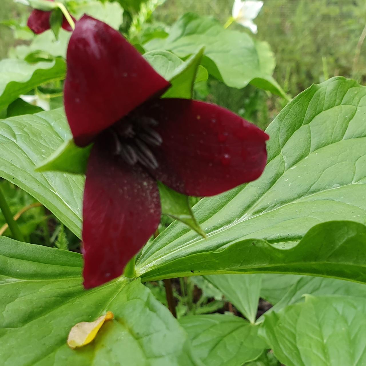 Trillium erectum Maroon plant