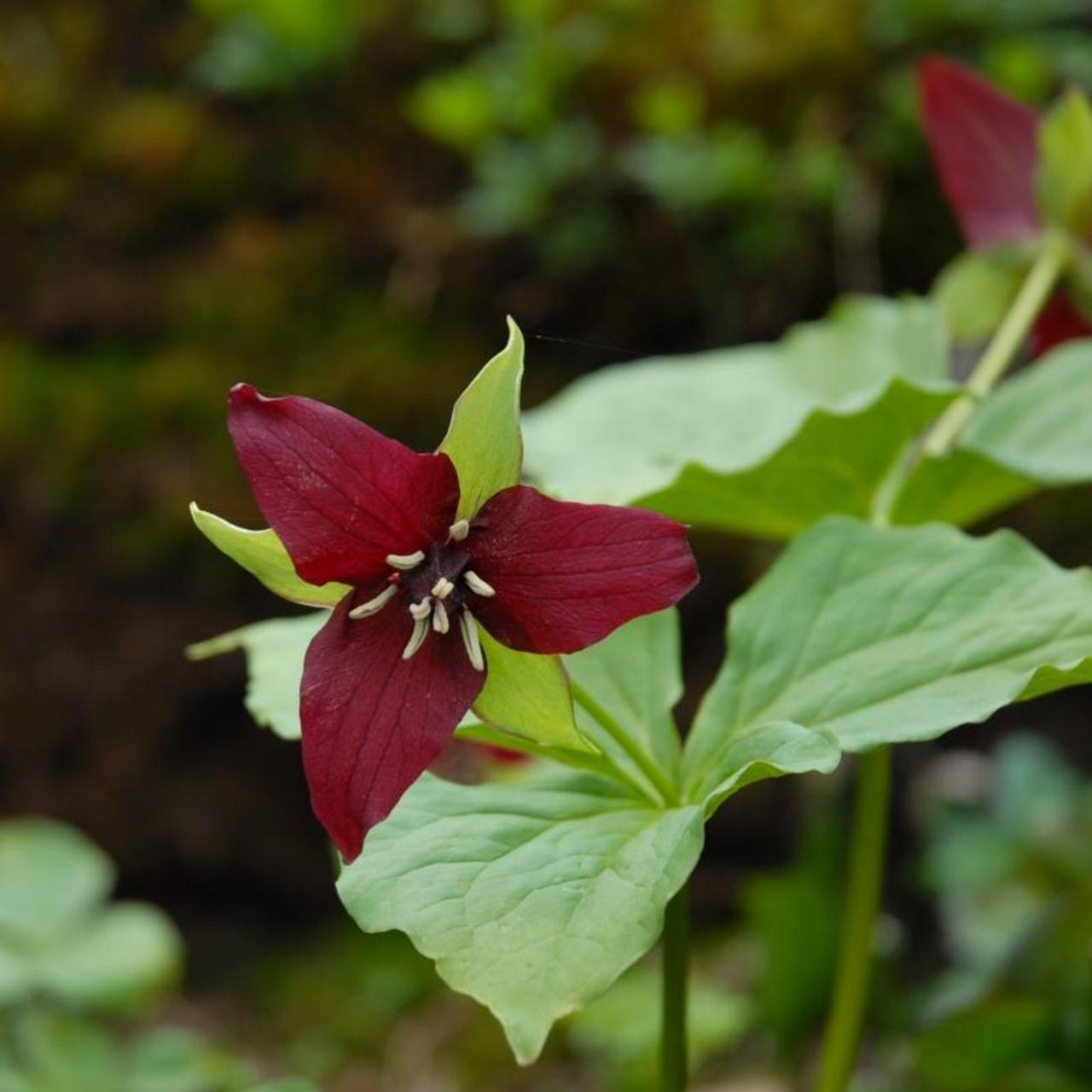 thumbnail image 2 of 5 Erectum Sulcatum Barksdale's Furrowed Wake-robin – Trillium Bulbs, Perennial, Red Flowers 2 of 6