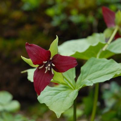 trillium-erectum