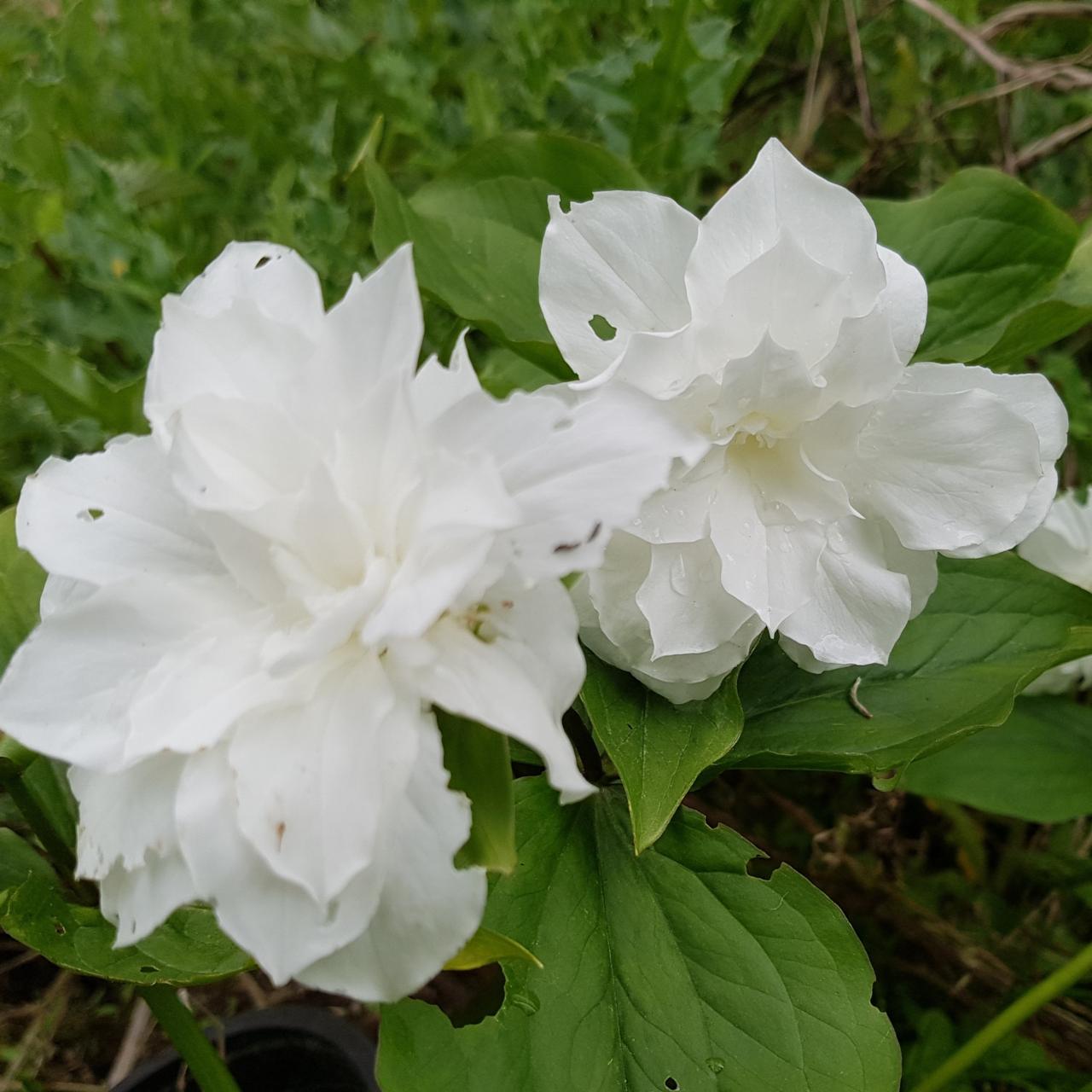 Trillium grandiflorum flore-pleno plant