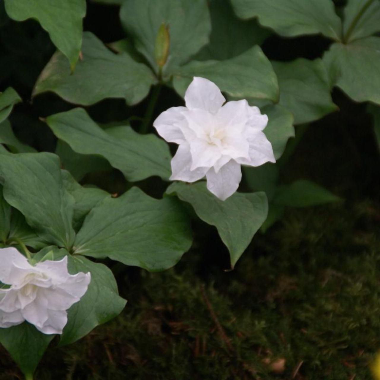 Trillium grandiflorum 'Snow Bunting' plant