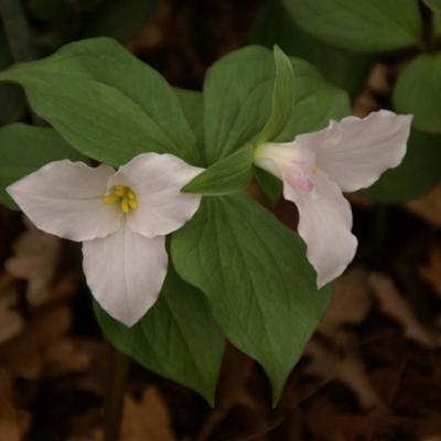 trillium-grandiflorum