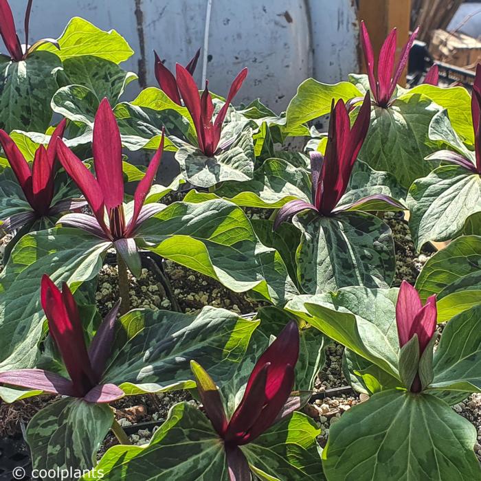 Trillium kurabayashii plant