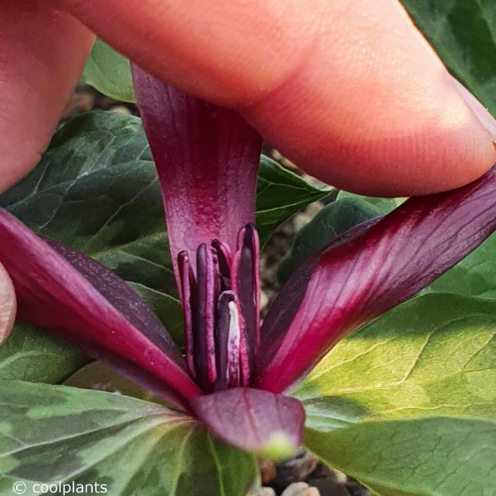 Trillium kurabayashii plant