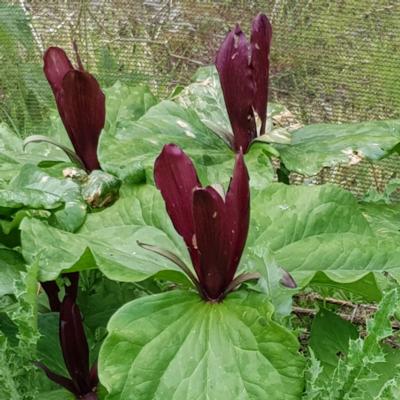 trillium-kurabayashii