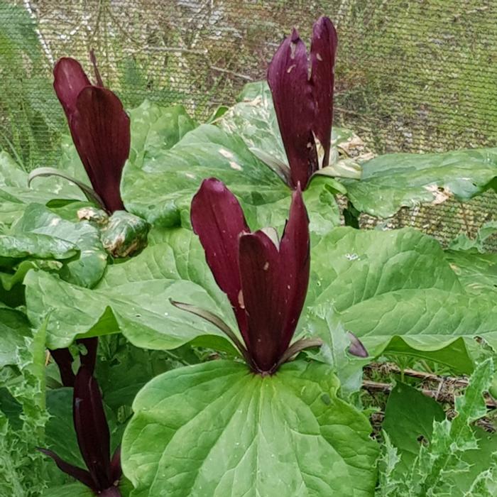 Trillium kurabayashii plant