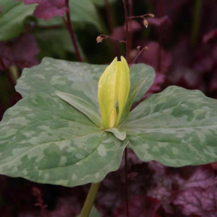 Trillium luteum plant