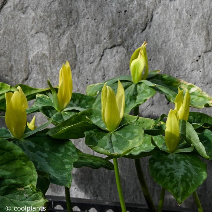 Trillium luteum plant