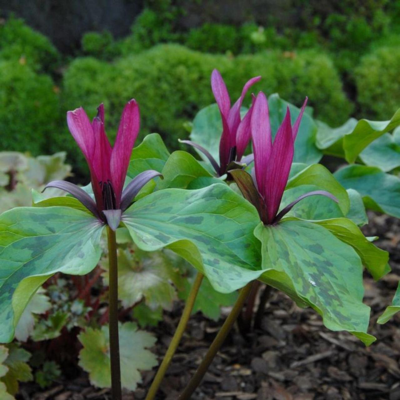 Trillium sessile plant