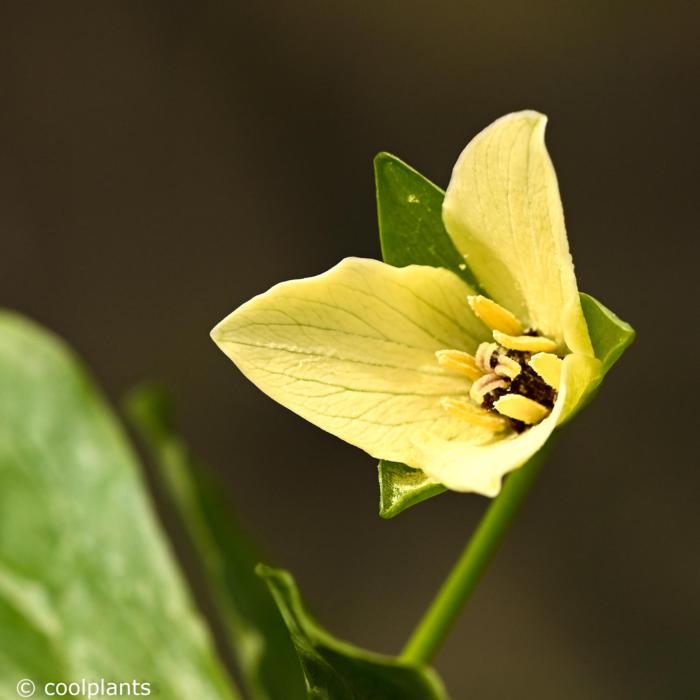 Trillium sulcatum albolutescens plant