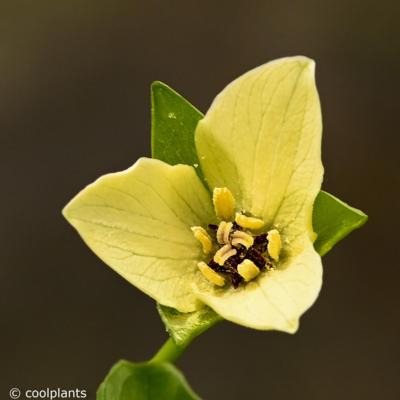 trillium-sulcatum-albolutescens