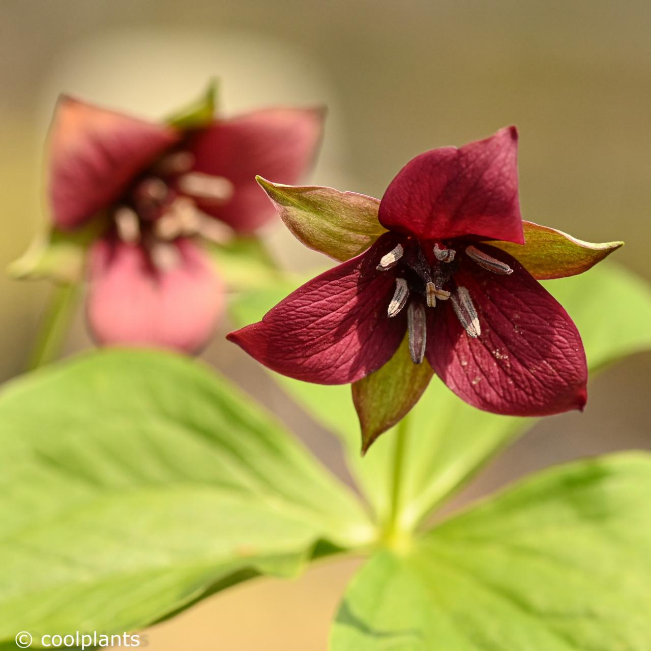 trillium-sulcatum Trillium sulcatum plant