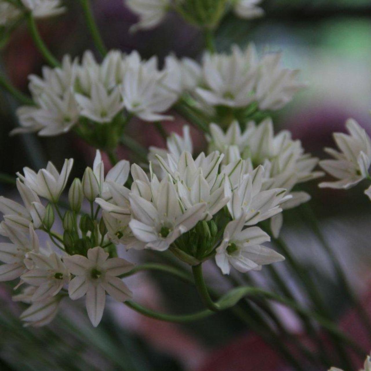 Triteleia hyacinthina plant