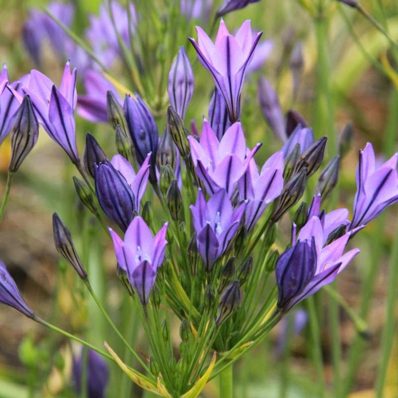 Triteleia laxa 'Koningin Fabiola' plant