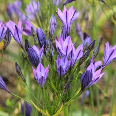 triteleia-laxa-koningin-fabiola
