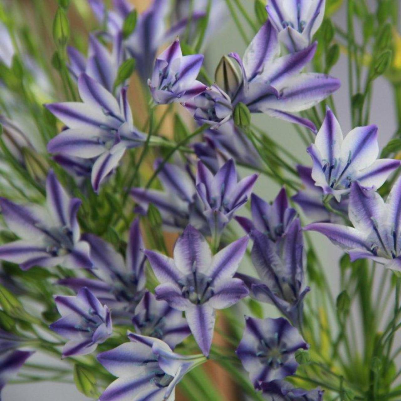 Triteleia laxa 'Rudy' plant