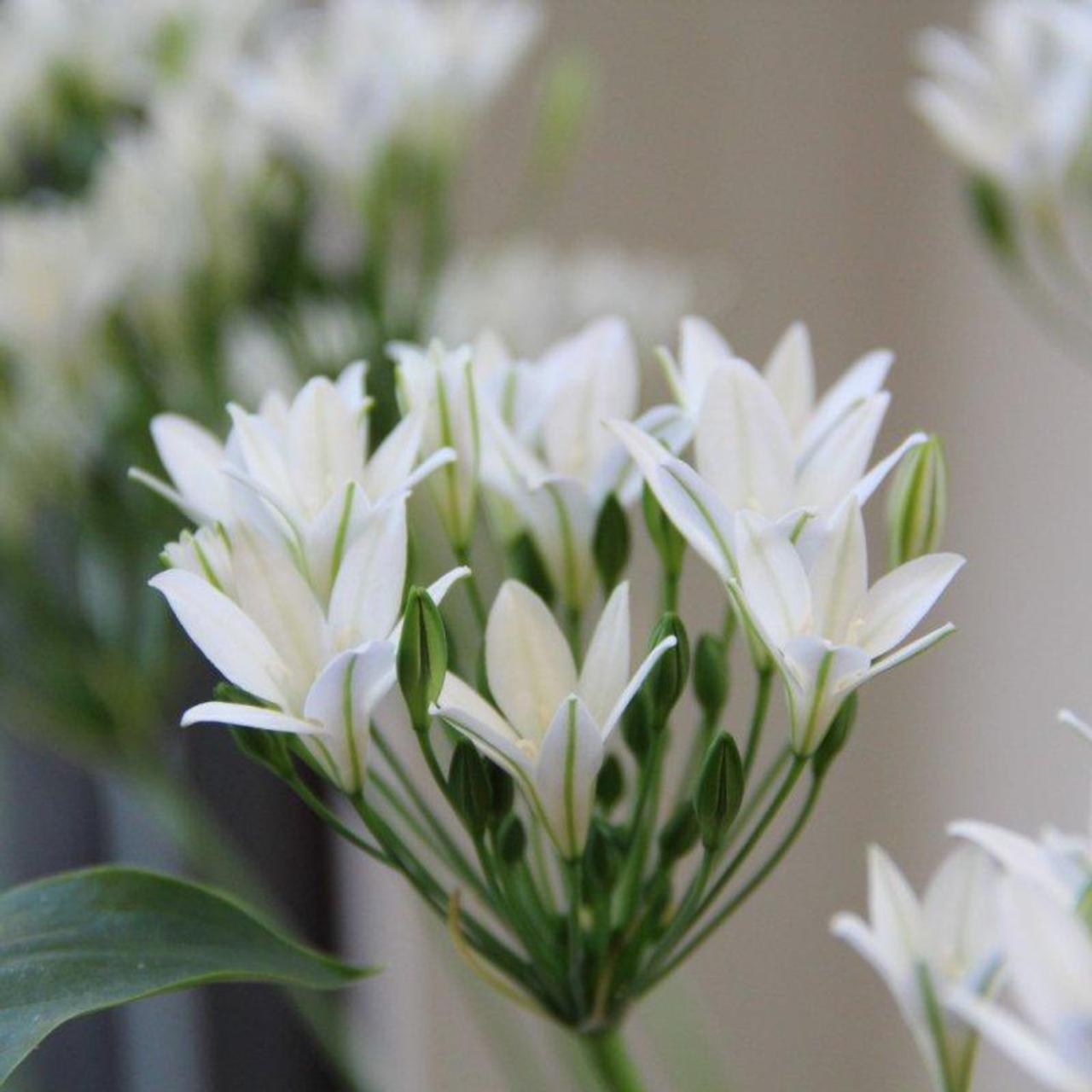 Triteleia laxa 'Silver Queen' plant