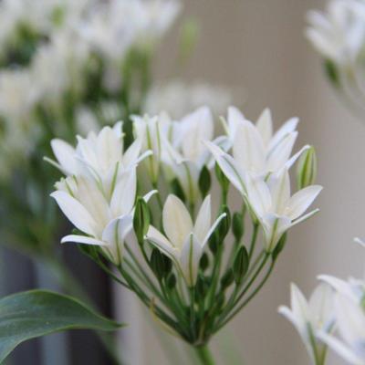 triteleia-laxa-silver-queen