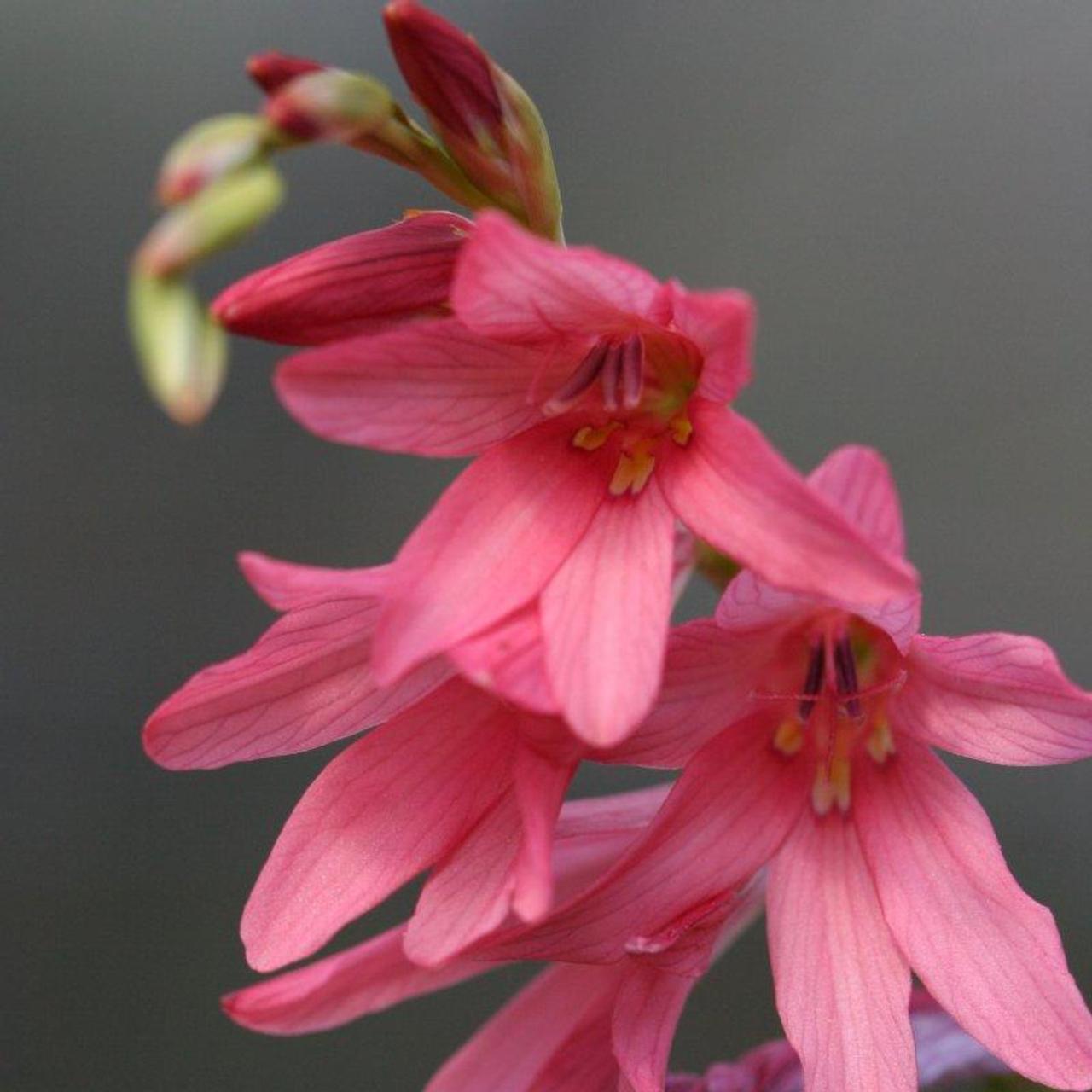 Tritonia disticha plant