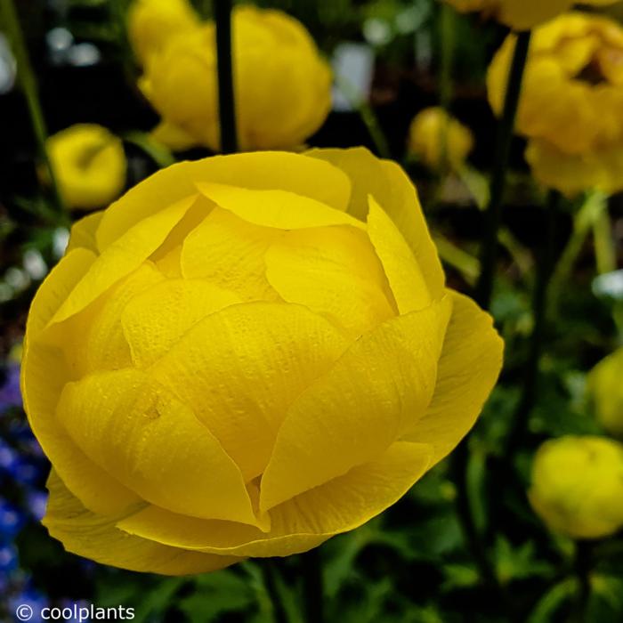 Trollius 'Lemon Queen' plant