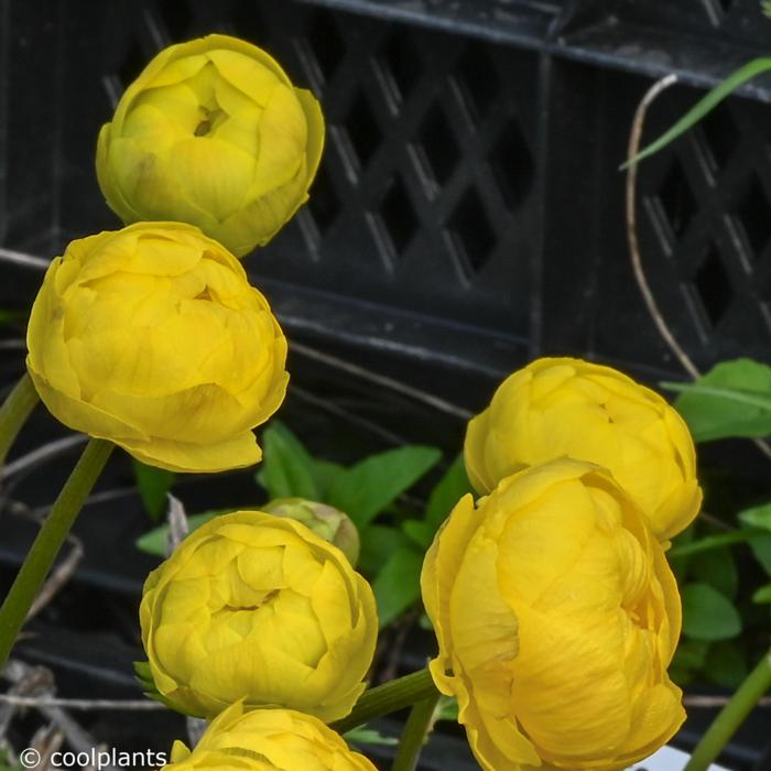 Trollius 'Lemon Queen' plant