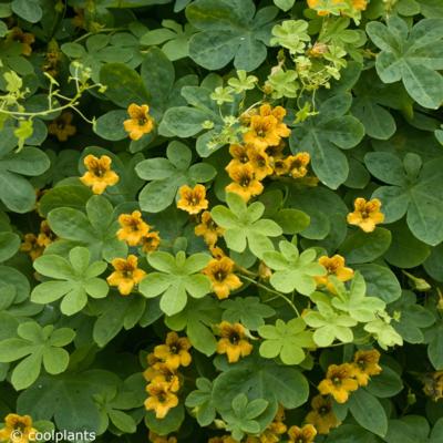tropaeolum-ciliatum