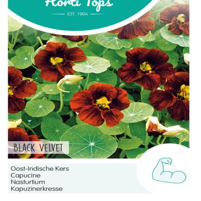 tropaeolum-majus-black-velvet