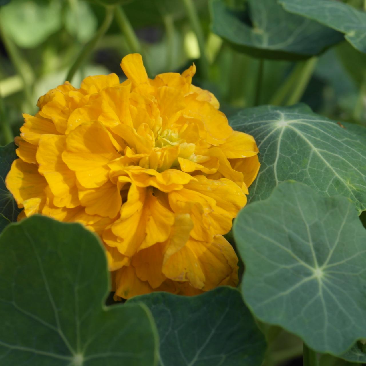 Tropaeolum majus 'Darjeeling Double' plant