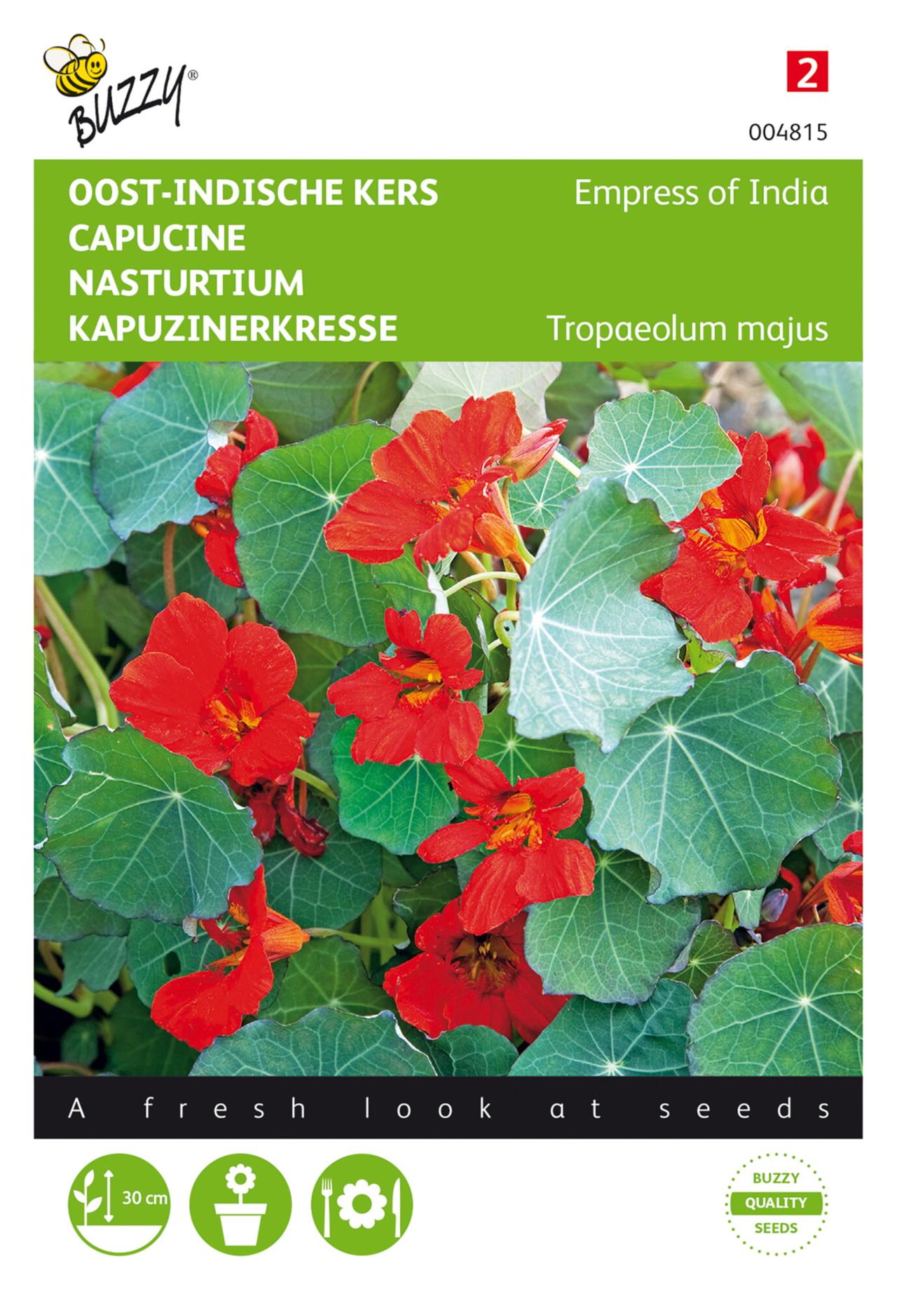 Tropaeolum majus 'Empress of India' plant