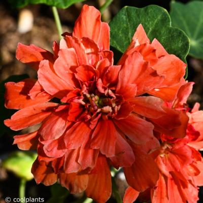 tropaeolum-majus-hermine-grashoff