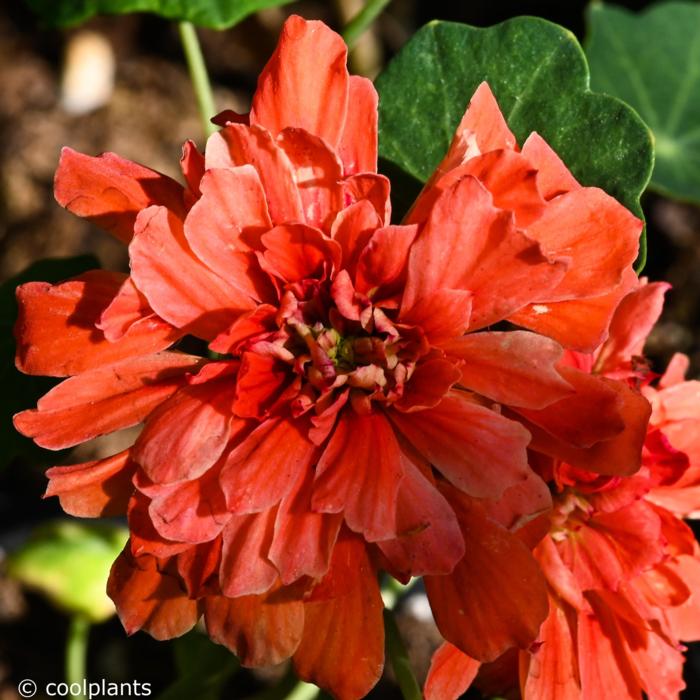 Tropaeolum majus 'Hermine Grashoff' plant