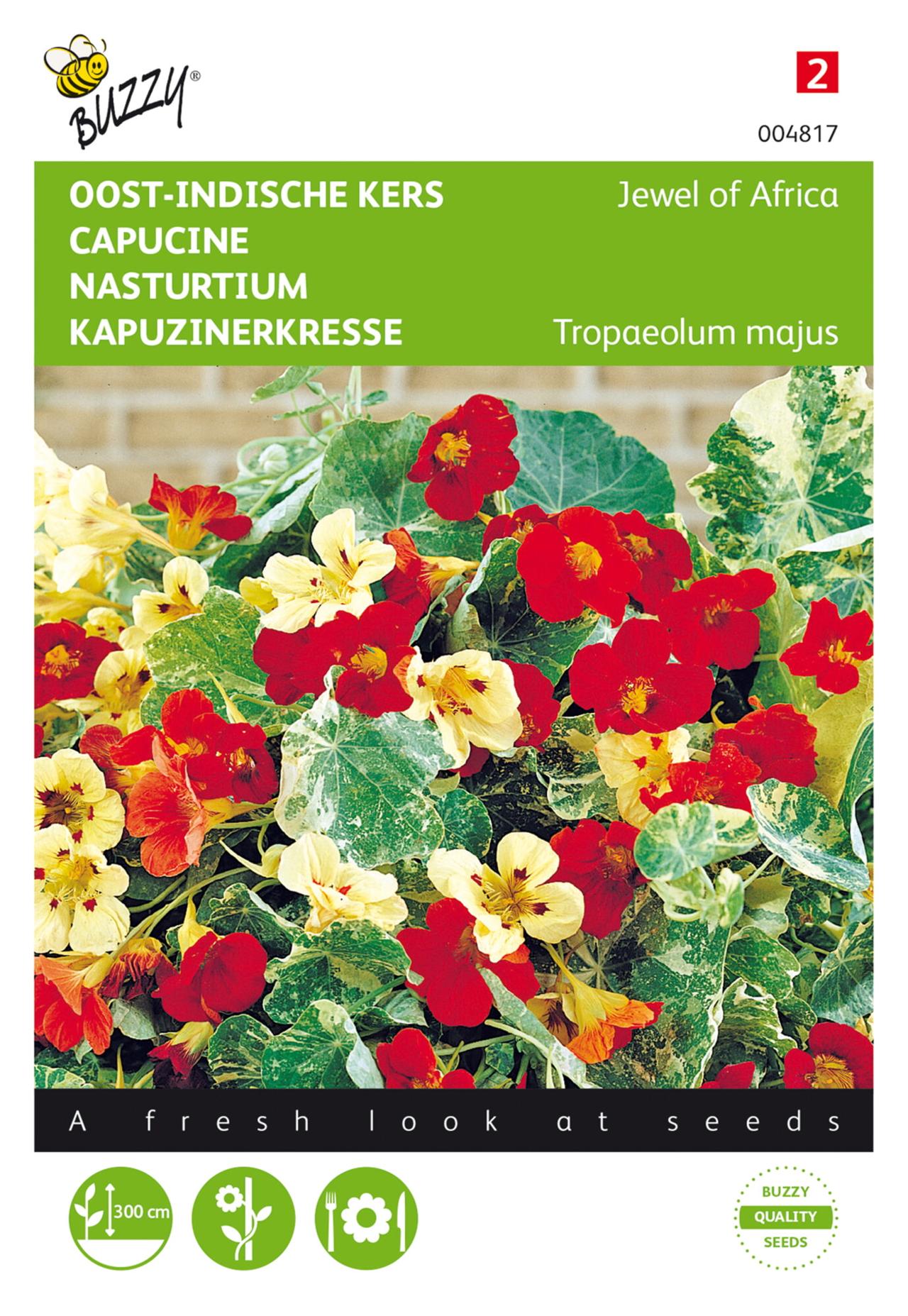 Tropaeolum majus 'Jewel of Africa' plant