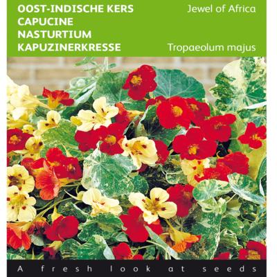 tropaeolum-majus-jewel-of-africa