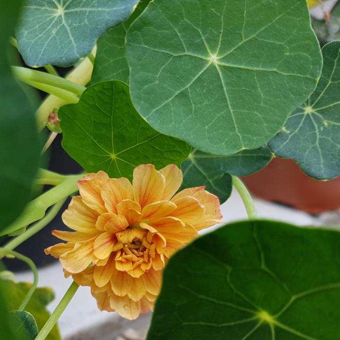 Tropaeolum majus 'Margaret Long' plant