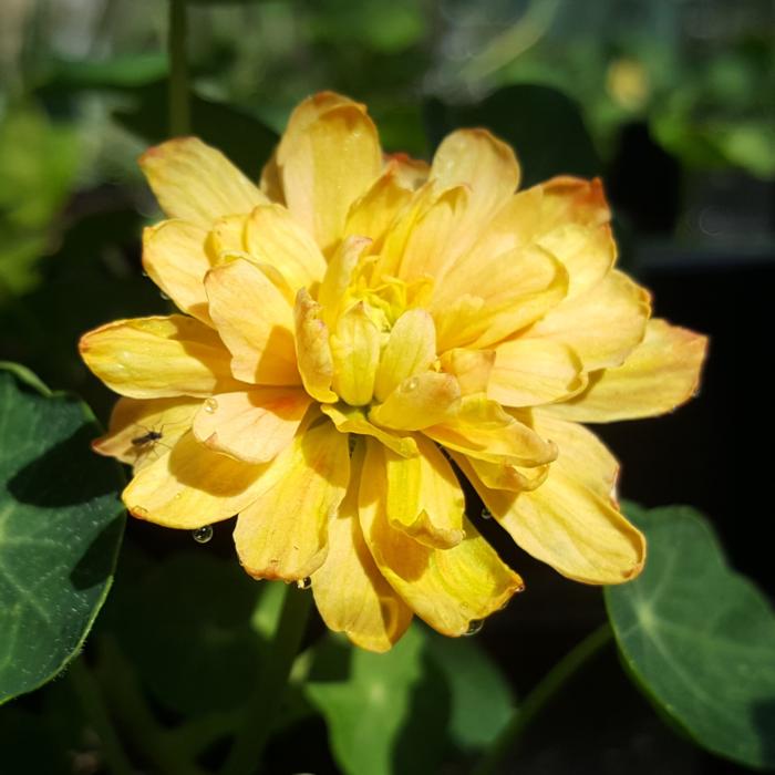 Tropaeolum majus 'Margaret Long' plant