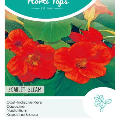 tropaeolum-majus-scarlet-gleam