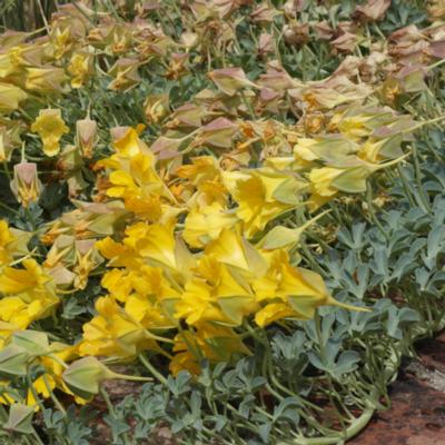 tropaeolum-polyphyllum