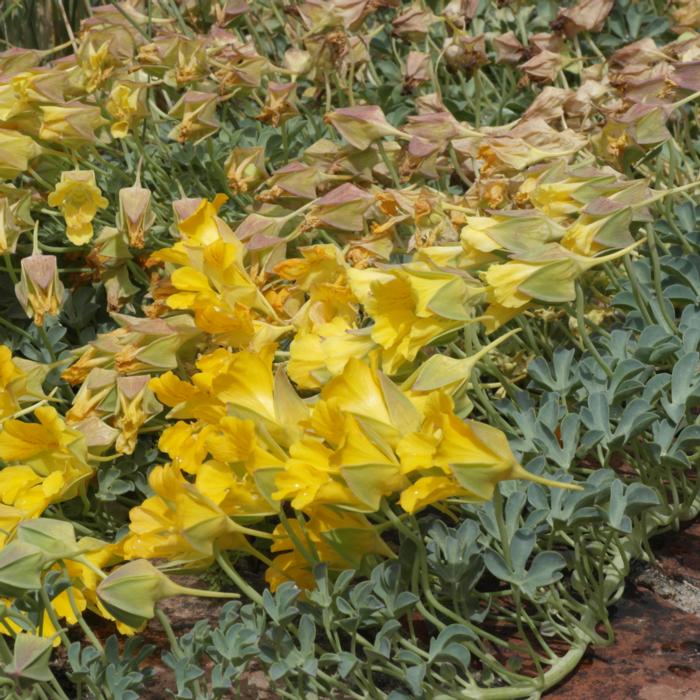 Tropaeolum polyphyllum plant